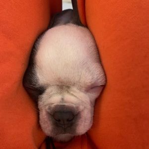 Meet your Posher, Marsel